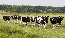 parasieten en weidegang