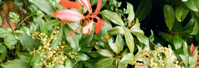 Pieris japonica