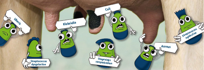 Klebsiella
