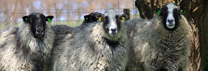 schapen en geiten