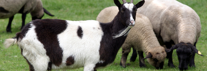 Schaap en Geit