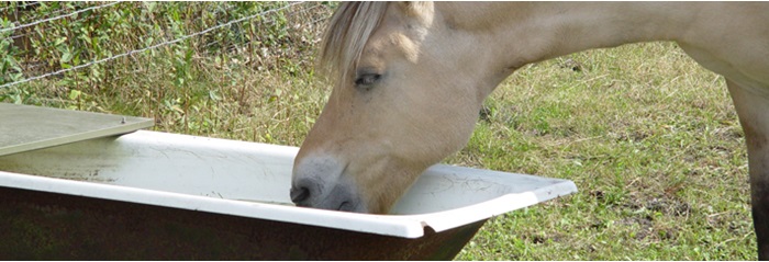 paard