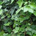 Hedera klimop