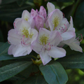 Rhododendron