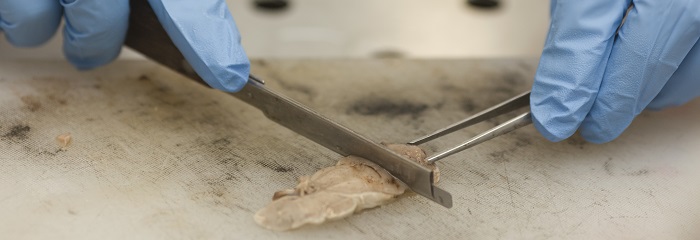 weefselonderzoek varken