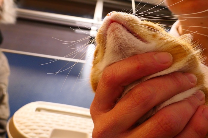 Eén maand na de diagnose: de glucocorticosteroïden zijn afgebouwd, de kat reageerde opvallend goed op de lokale behandeling met tacrolimus. Alleen in de gehoorgang zijn nog enkele kleine laesies aanwezig. 