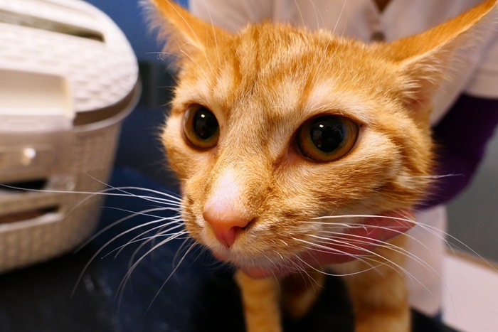 Eén maand na de diagnose: de glucocorticosteroïden zijn afgebouwd, de kat reageerde opvallend goed op de lokale behandeling met tacrolimus. Alleen in de gehoorgang zijn nog enkele kleine laesies aanwezig. 