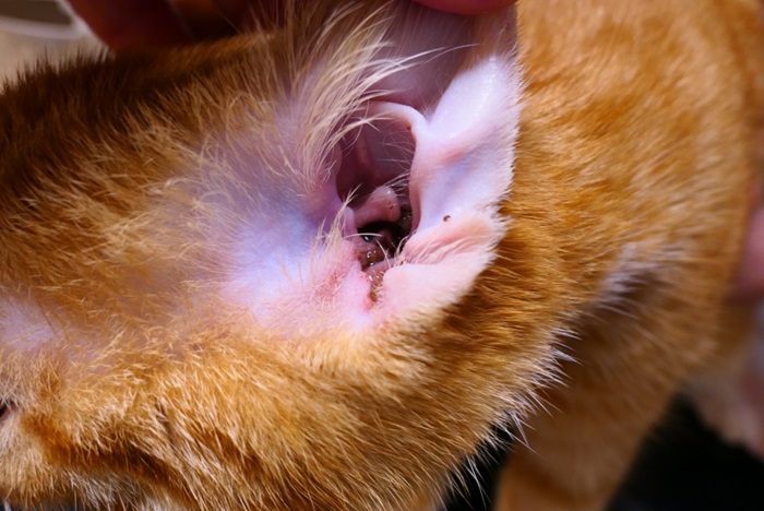 Eén maand na de diagnose: de glucocorticosteroïden zijn afgebouwd, de kat reageerde opvallend goed op de lokale behandeling met tacrolimus. Alleen in de gehoorgang zijn nog enkele kleine laesies aanwezig. 
