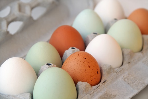 ik heb honger Vertrouwen op tragedie Hoe kleuren kippen hun eieren en wat zijn 'Easter eggers'?