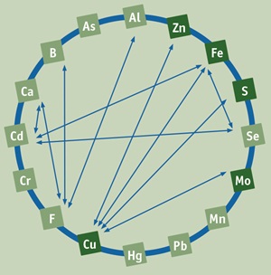 interacties mineralen