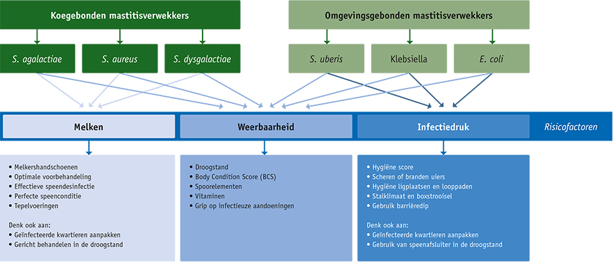 mastitisverwekkers