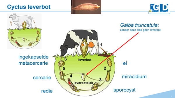 leverbotcyclus