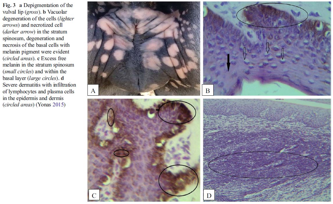 Dourine pathology and histopathology