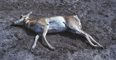epizootic haemorrhagic