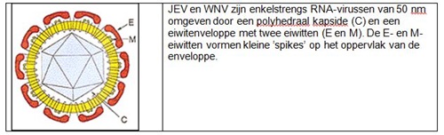 Het Japanse Encephalitisvirus