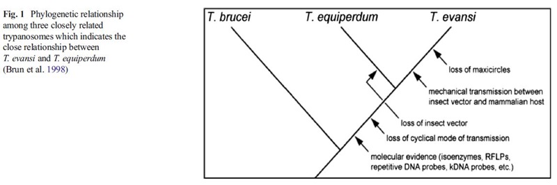 T equiperdum phylogenetic relationships