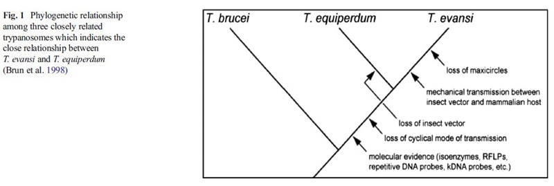 T equiperdum phylogenetic relationships