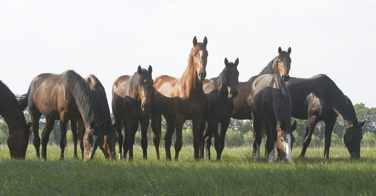 paard in wei
