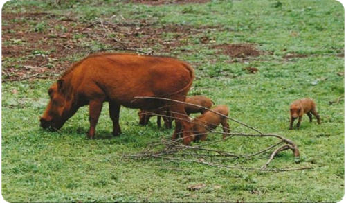 bushpig