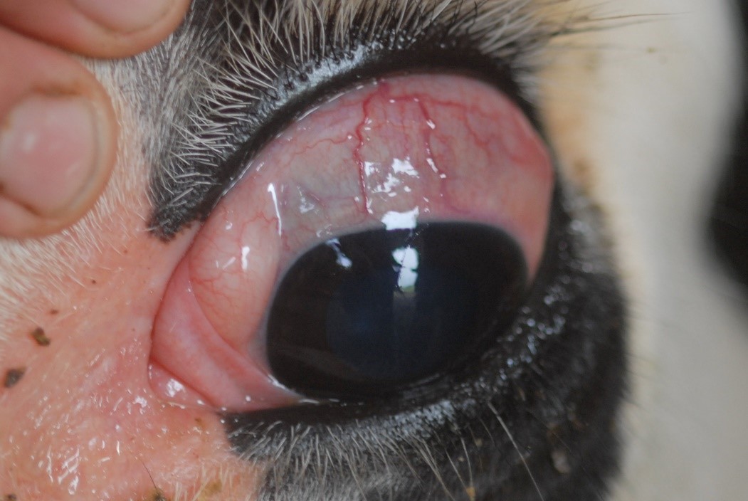 Verhoogde doorbloeding en oedeem van de slijmvliezen van het oog bij een rund