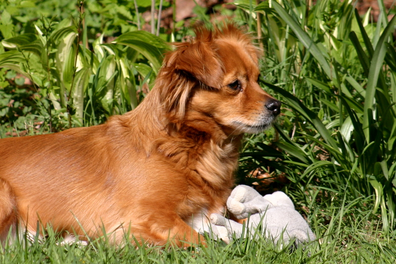 hond chico