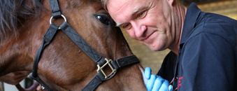 paard