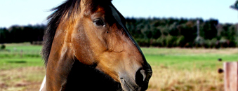 Paard
