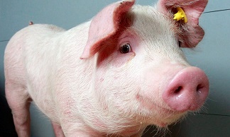 PRRS varken