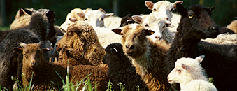 Monitoring schaap geit