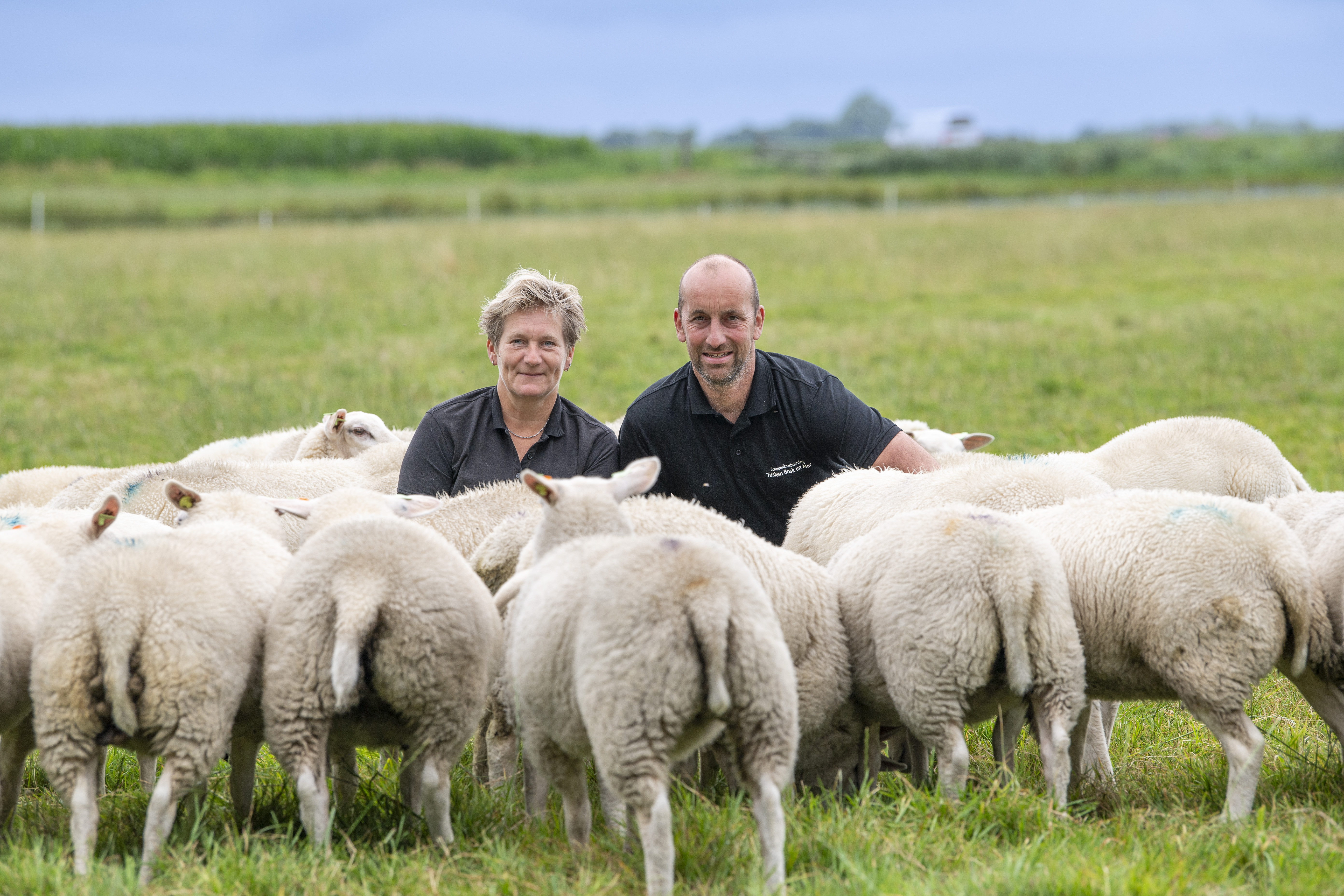 Haarsma tussen schapen