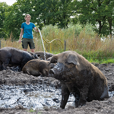 Veehouder bij varkens