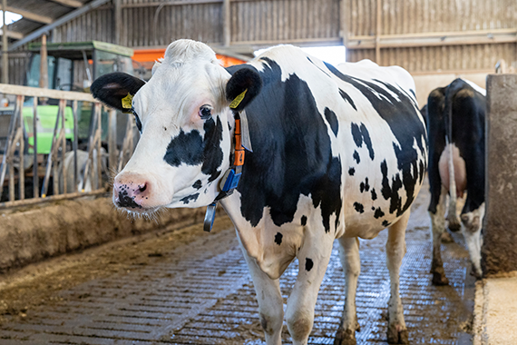 melkkoe in de stal