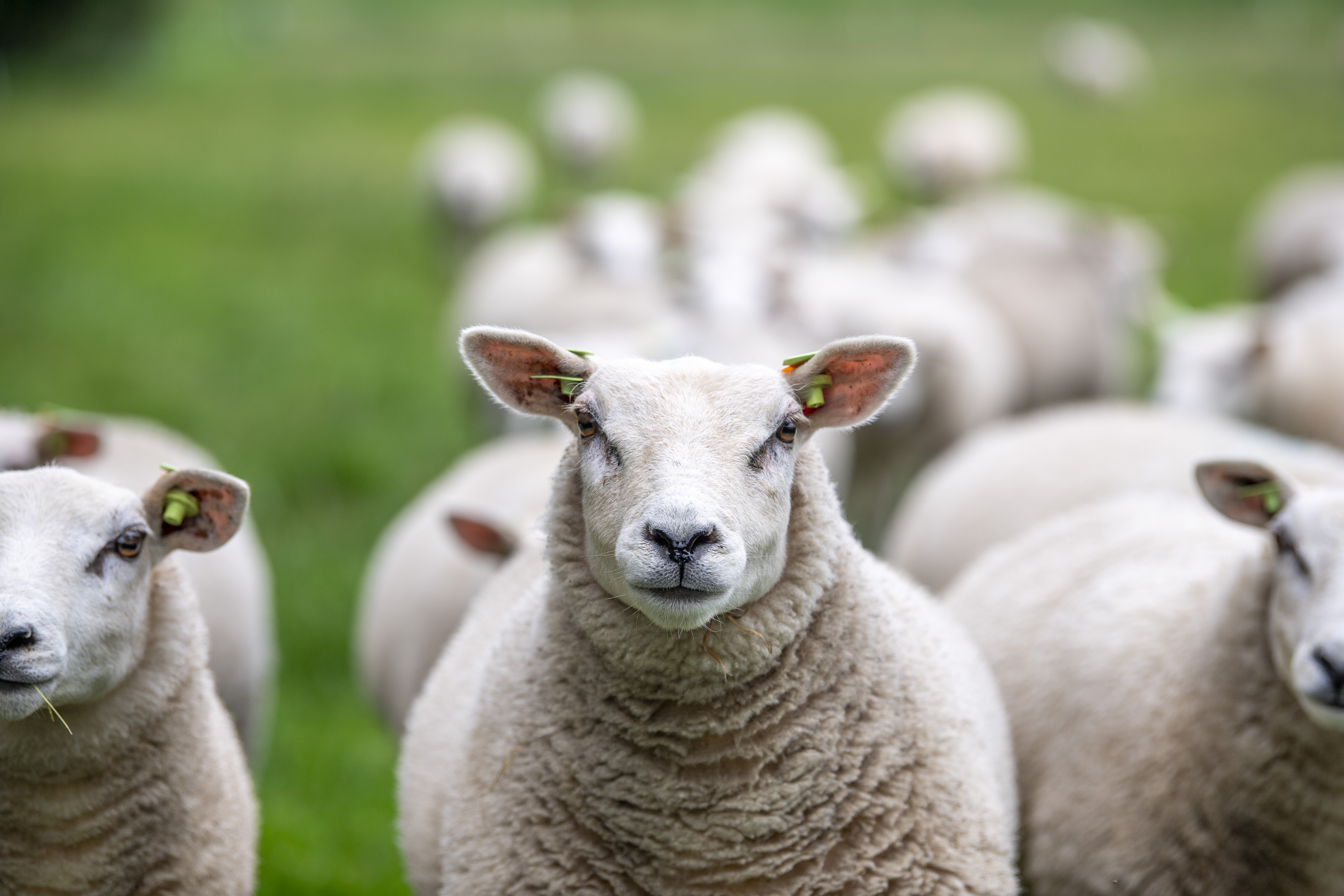 schapen kijken in de camera
