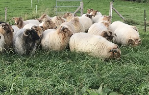 schapen in wei