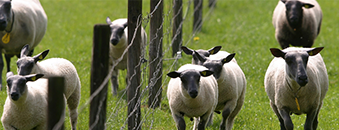 Zwoegerziekte certificering