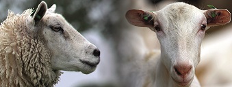 Producten schaap geit