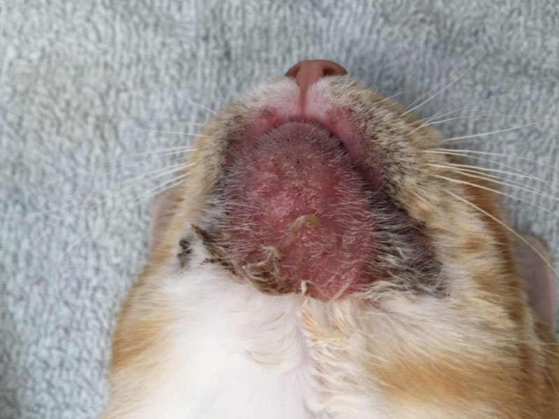 Een kitten met huidlaesies op de kop