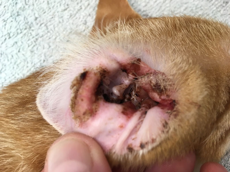 Een kitten met huidlaesies op de kop