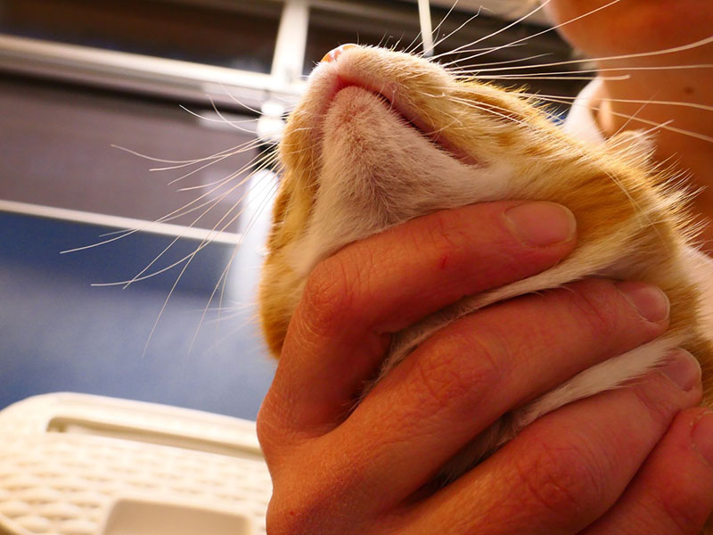 Een kitten met huidlaesies op de kop