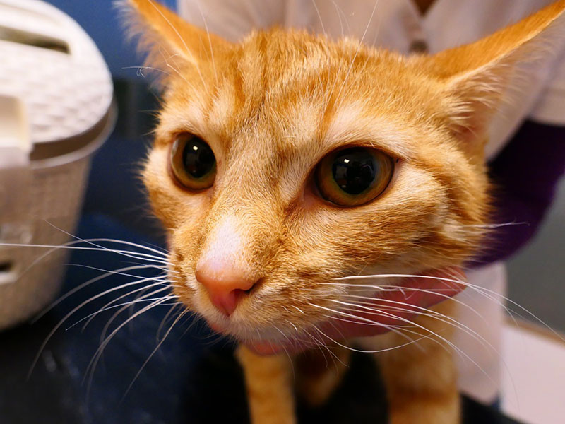 Een kitten met huidlaesies op de kop