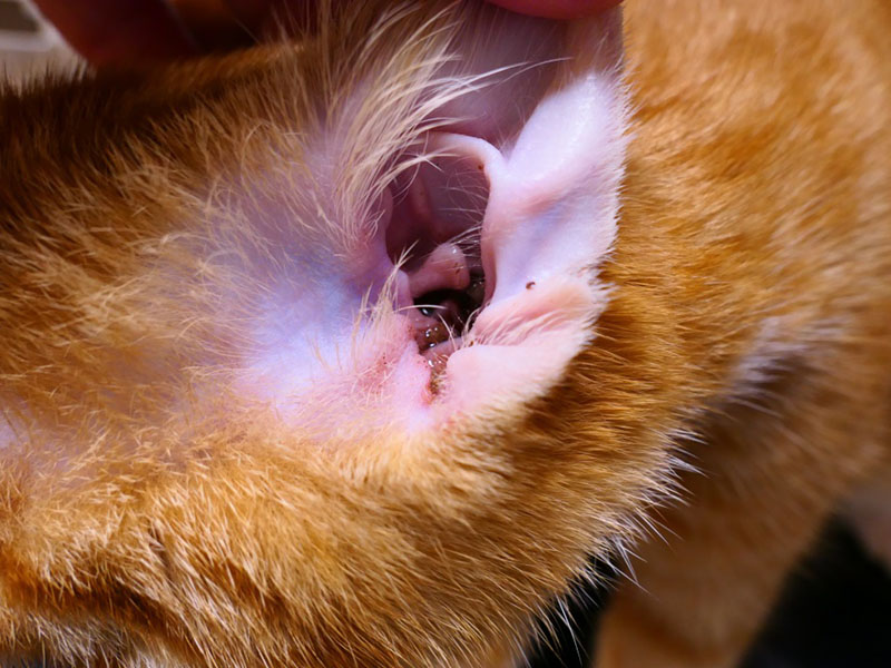 Een kitten met huidlaesies op de kop