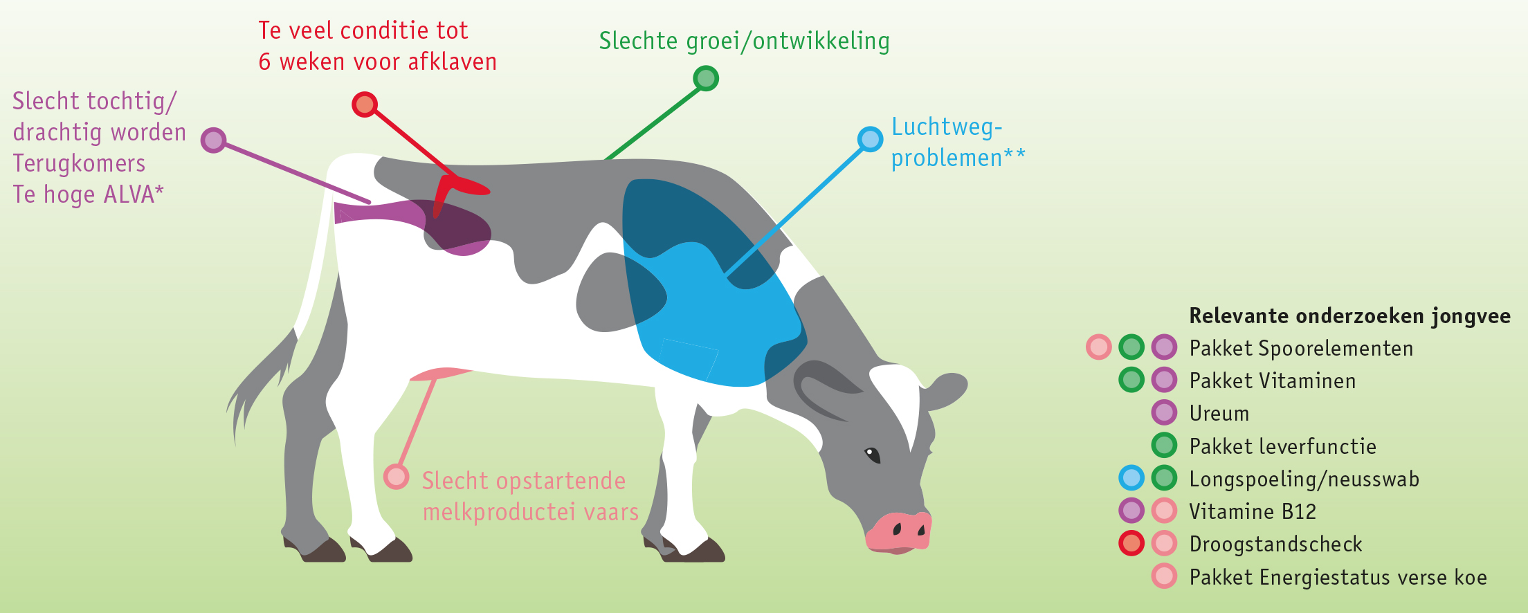 Voedingsonderzoeken jongvee