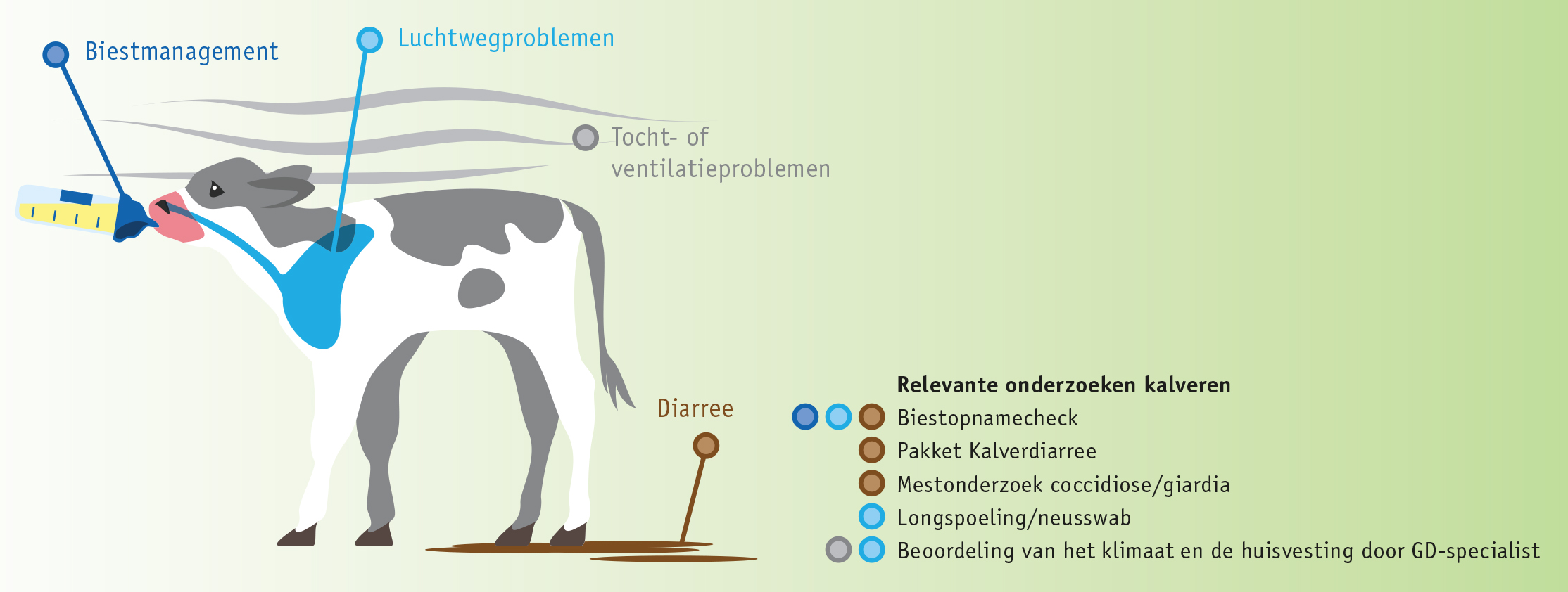 Voedingsonderzoeken kalf